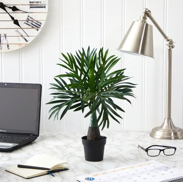 dorm room plants