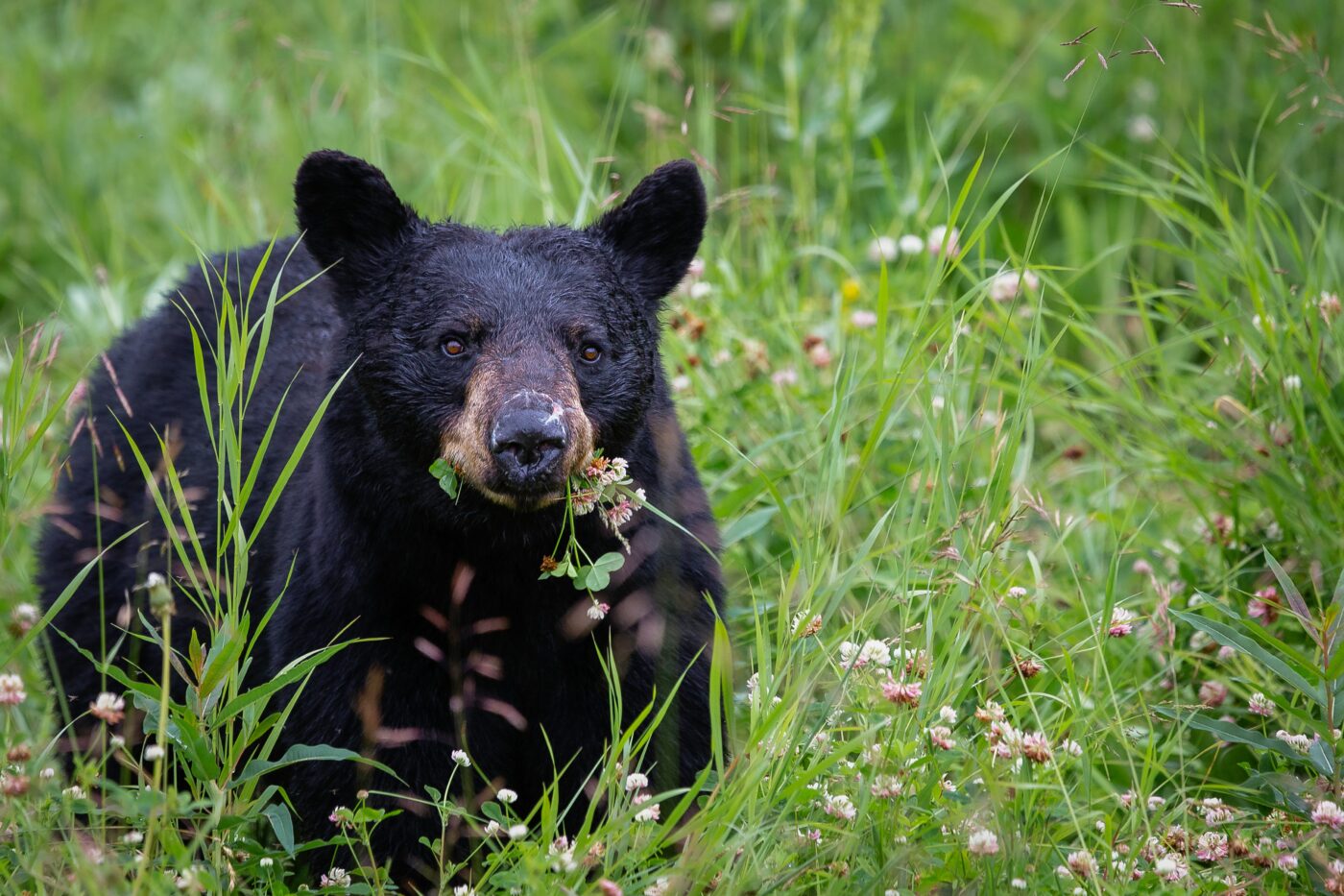 Get Paid $1,500 To Look After Grizzly Bears