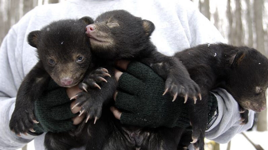 You Could Get Paid To Cuddle Bear Cubs
