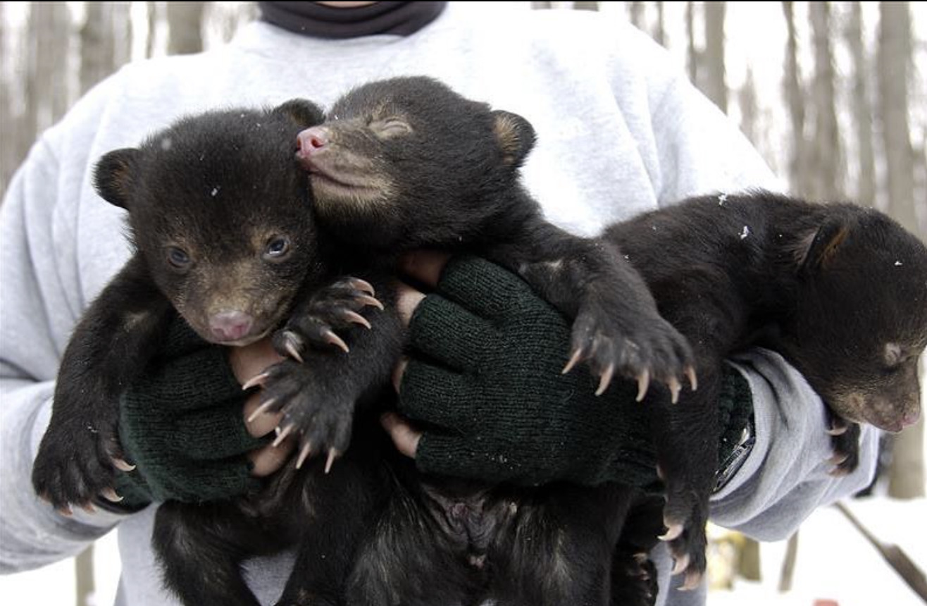 You Could Get Paid To Cuddle Bear Cubs