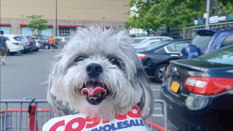 Is a Costco Membership Worth It? Membership Types, Prices & Day Passes Explained