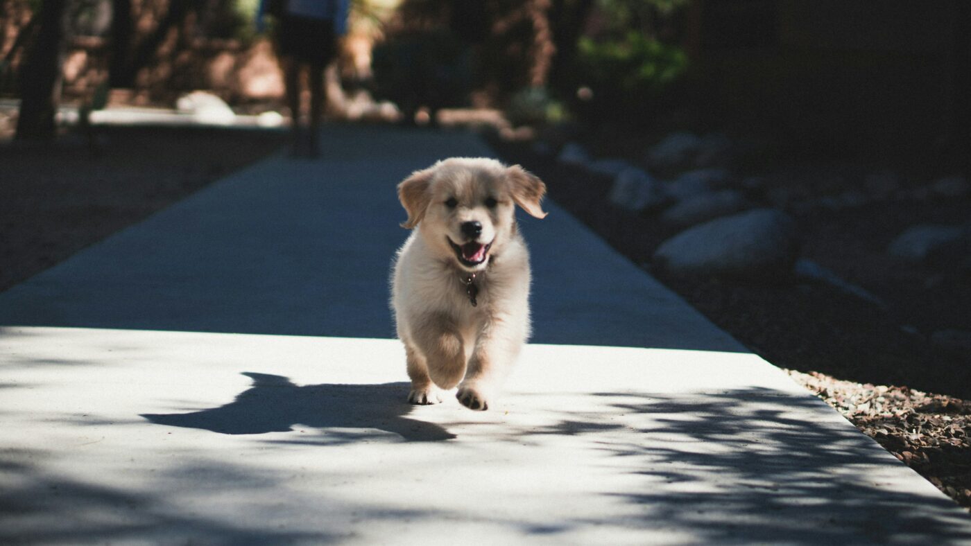 Make $2,500 By Watching Dog Movies