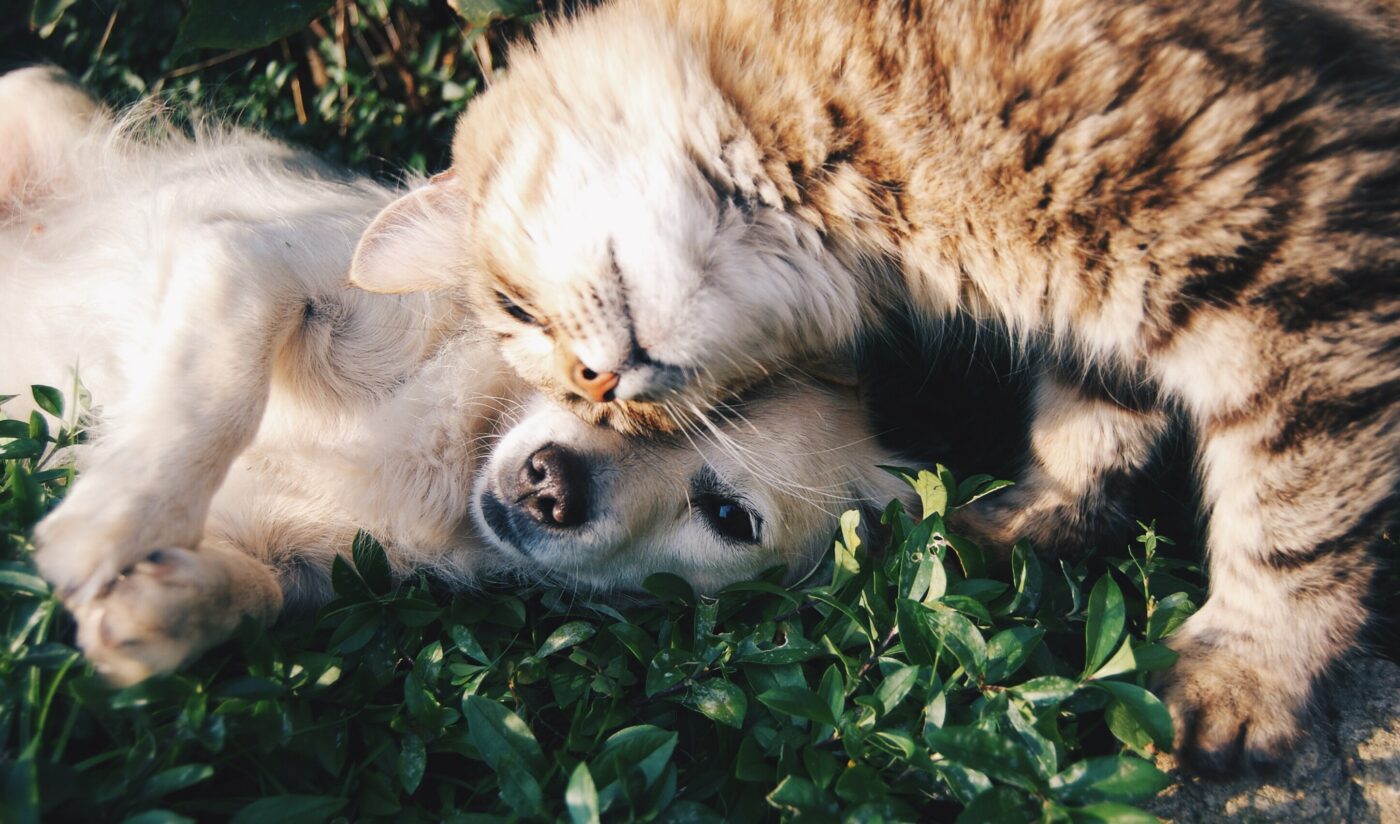 Your Pet Could Earn You a Whopping $10,000