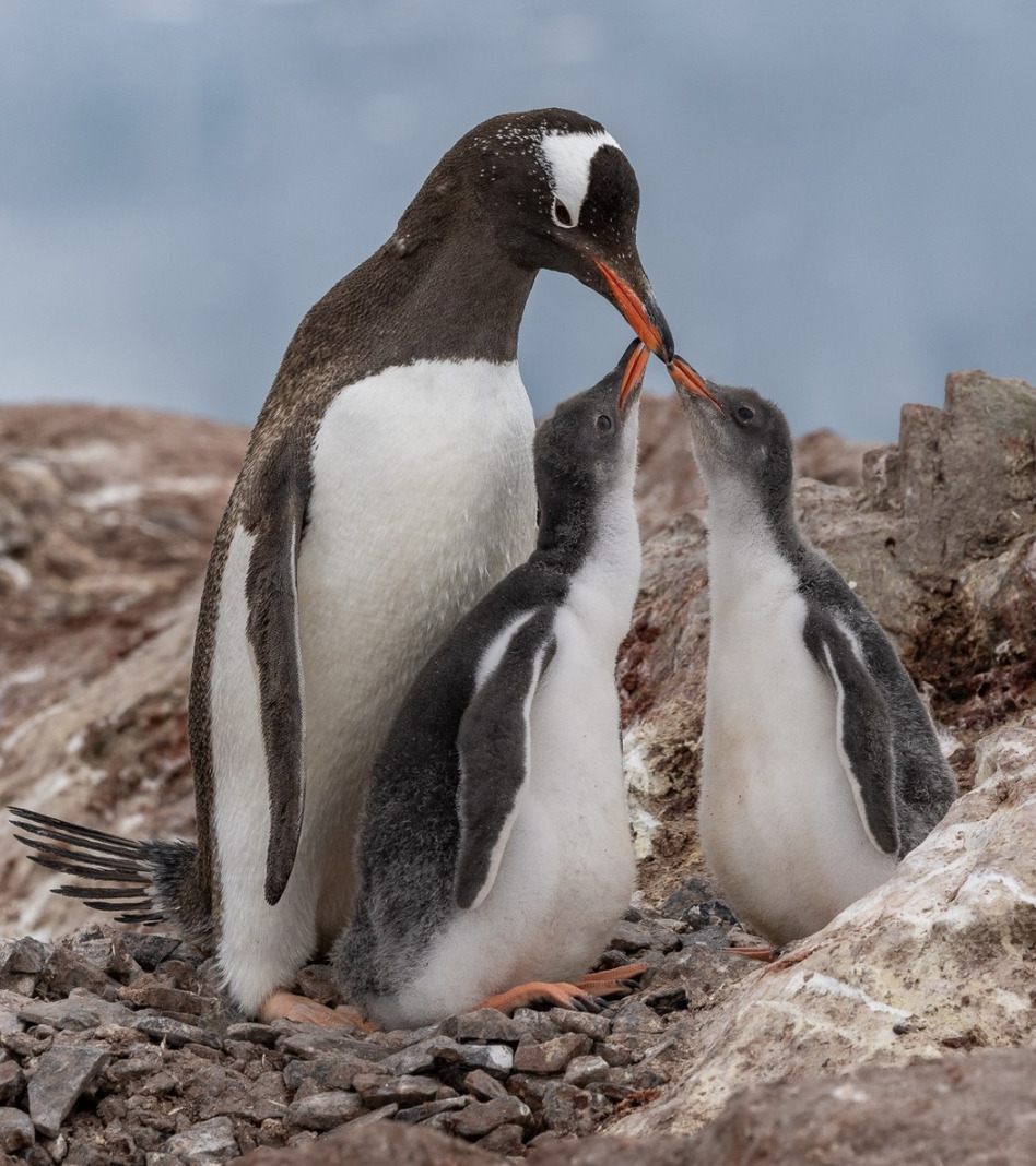 Don’t Miss This Once-In-A-Lifetime Trip To Antarctica To Study Penguins