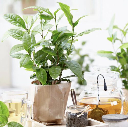 tea plant sustainable christmas gifts