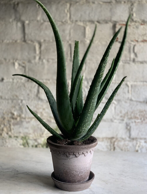 aloe vera sustainable christmas gift