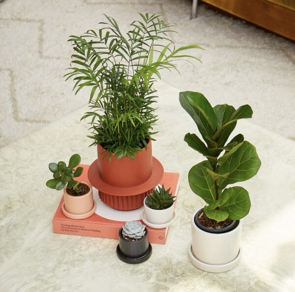 Parlor palm