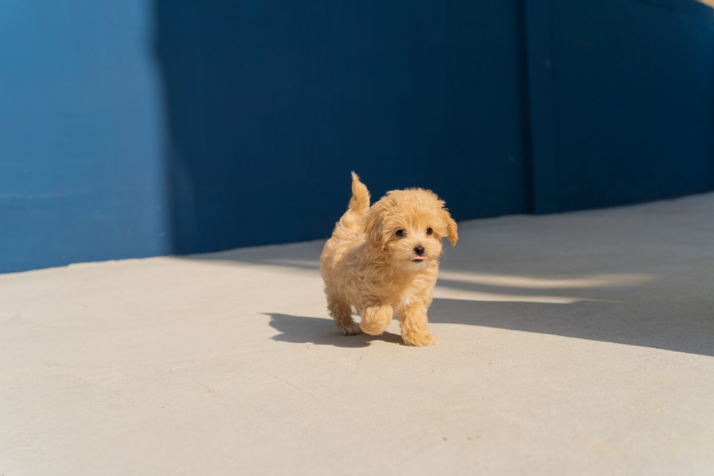 Your Dog Can Be A "Chief Fluff Officer" & Make $10,000